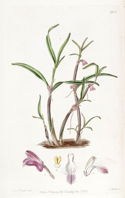 Cladobium graminifolium (come sin. Scaphyglottis violacea) da Miss Drake